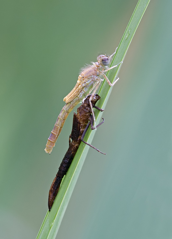 Newly Emerged Damselfly 1